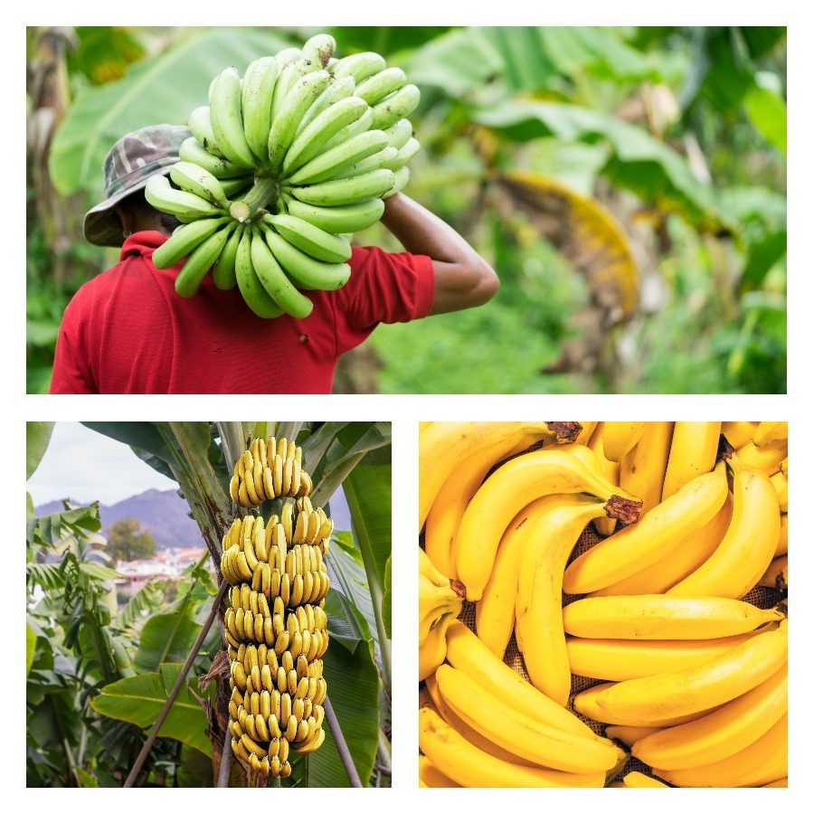 Вирощування бананів