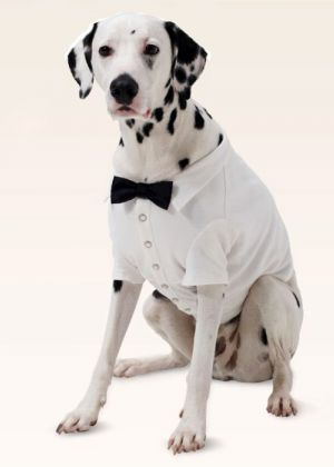 Попона-«рубашка» для собаки