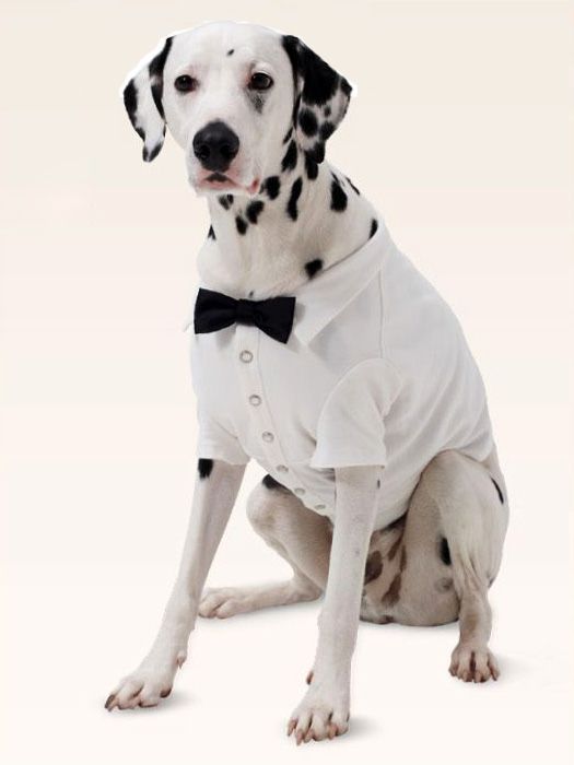 Попона-«сорочка» для собаки