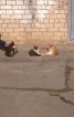 Блейзер в чоловічому стилі - фото 16