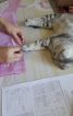 Комплект для літнього корпоративу на природі - фото 2