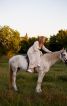 Сукня до флешмобу нікопольского клубу швачок «Квіткова феєрія» - фото 5