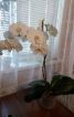 Сукня з орхідеями - фото 5