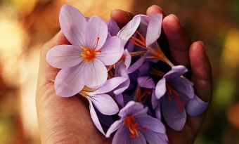 Готуємось до весни: найкращі весняні ноти парфумів